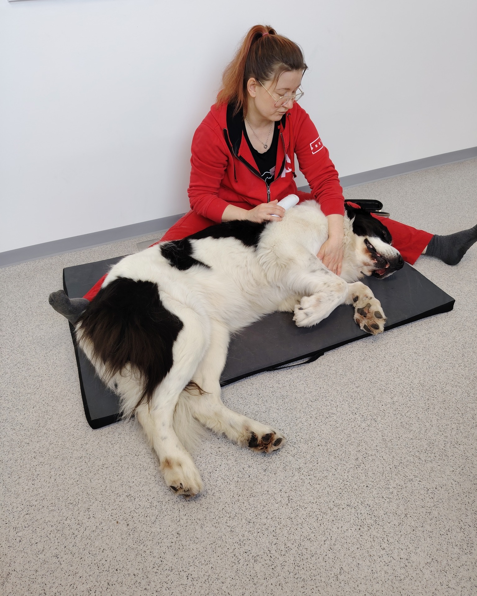 Kuvassa Landseer Ansa